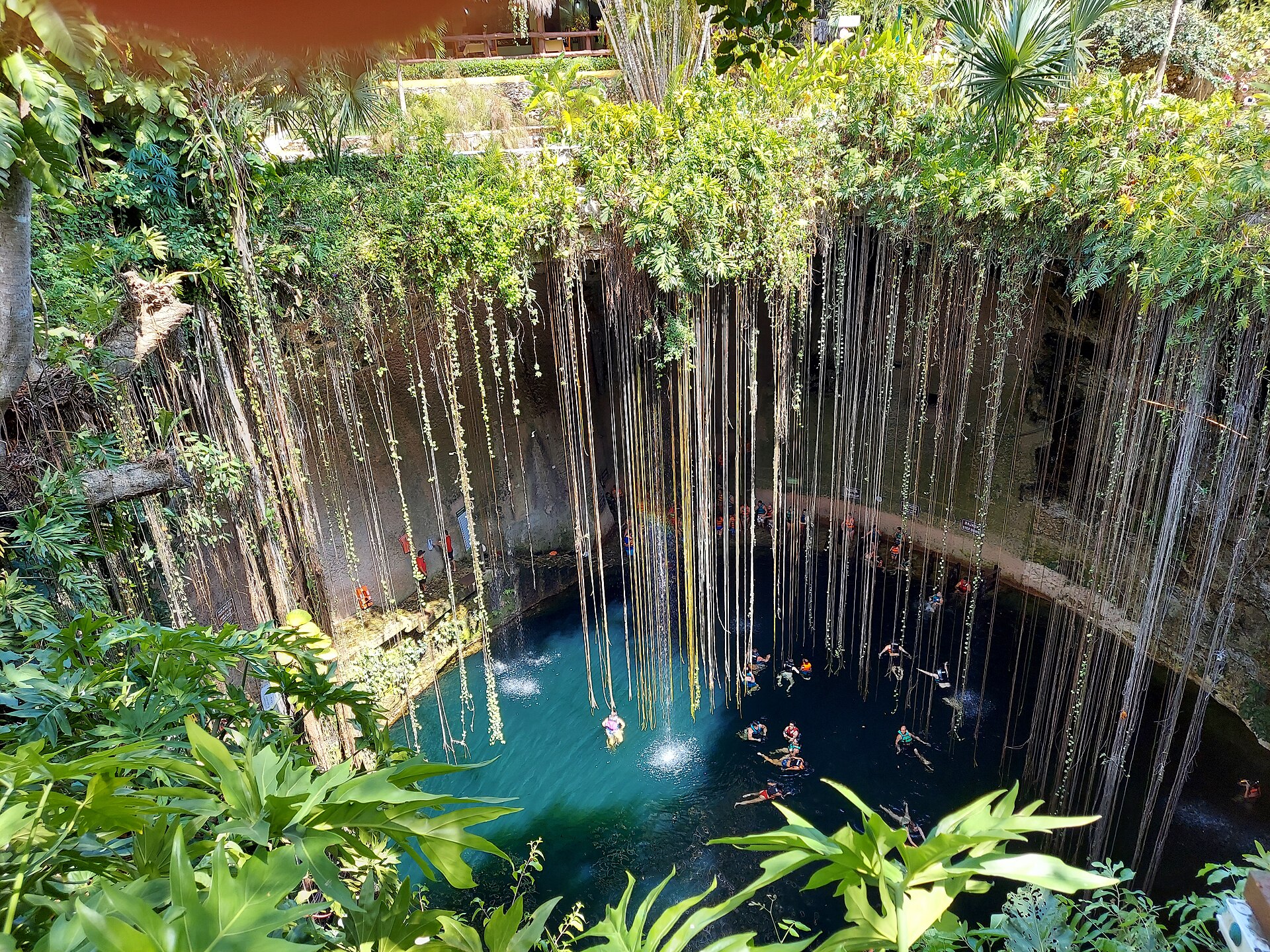 Swimmers in a Yucatán cenote surrounded by hanging vines