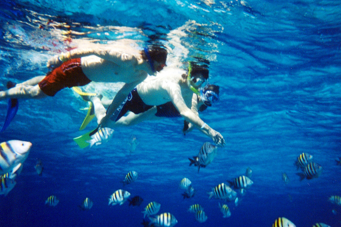Snorkelers swimming above a Caribbean reef with tropical fish